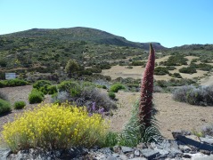 Left to right: Flixweed (Descourainia bourgaeana), Canary wallflower (Erysimum scoparium) and Teide vipers bugloss (Echium wildpretii), near the visitor centre at El Portillo