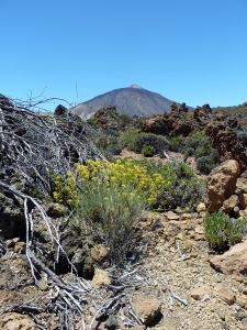 A view of Teide with Flixweed (Descourainia bourgaeana) in the foreground