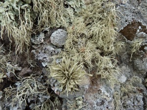 A rock on the path facing the west coast covered in various lichens