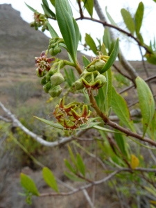 The flowers of Cornical (Periploca laevigata). On the west side of the mountains it was flowering, while on the east side the remarkable seed pods were still splitting and releasing the fluffy parachuted seeds.