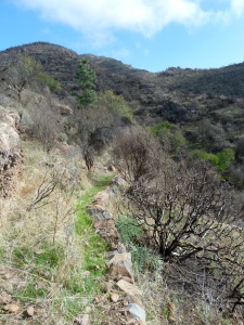 An overgrown part of the path between the ridge above Casa Don Tomás and the Barranco Niagara