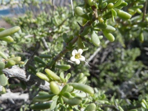 Espino del mar (Lycium intricatum). This bush had creamy white flowers instead of the usual violet.
