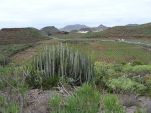 A view towards Buzanada and Mt Guaza with Canary spurge (Cardón) (Euphorbia canariensis) in the foreground