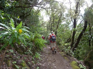 The path descending from Pico del Ingles under trees, brightened up in places by the Anaga sow-thistle (Sonchus congests)