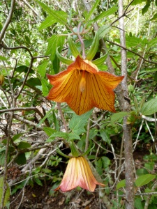 Canary endemic Canarian bellflower (Canarina canariensis)