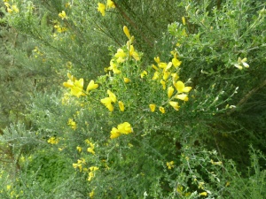 Canary whin (Teline canariensis)