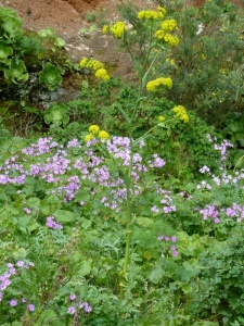 A patch of purple Cineraria (Pericallis echinata) with yellow-flowered Canary fennel (Ferula linkii) in their midst situated in a shady spot at the foot of the cliff