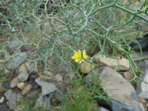 Chicken wire plant, (Aulaga), (Launaea arborescens), a prickly low bush of coastal areas and lower slopes.