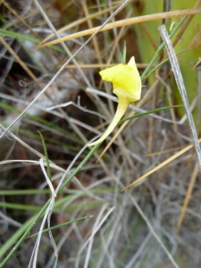 Kickxia scoparia, a canarian endemic plant found near the coast, and on lower slopes