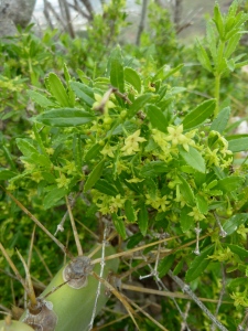 Canary madder, (Tasaigo) (Rubia fruticosa), an endemic of Macronesia (Atlantic islands)