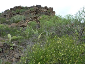 A rock formation above the path, with Asparagus umbellatus in flower in the foreground