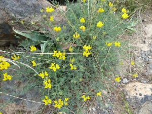 Canary bird's foot trefoil, (Corazoncillo canario) (Lotus sessilifolius), another Canary endemic