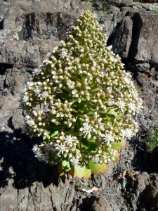 Roof houseleek (Aeonium urbicum var meridionale), another Canary endemic found only on Tenerife in the Teno and Santiago del Teide area