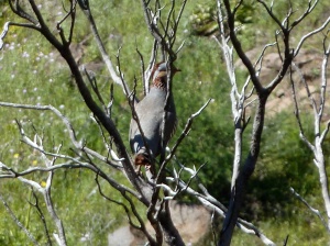 A Barbary Partridge (Alectoris barbara koenigi) on the branches of a dead shrub