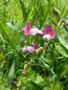 Lathyrus articulatus, another plant of the sweet pea family which was abundant on this walk