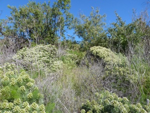 Several flowering shrubs of Lesser White Bugloss (Echium aculeatum), an endemic of the Western Canary Islands