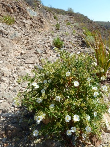 Narrow-leaved cistus (Cistus monspeliensis) in full bloom