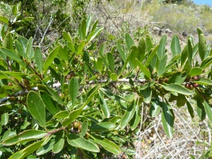 Unripe berries of the Spiny buckthorn (Rhamnus crenulata in the Barranco Tamadaya