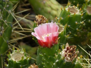 Prickly pear flower (Opuntia sp) near the old farmhouse half-way up the Camino del Topo.