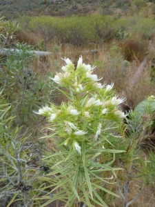 Lesser white bugloss (Echium aculeatum) was still in flower in a damp spot along the Camino la Morra