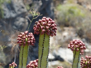 The red, 3-cornered seed heads of the Canary spurge (Euphorbia canariensis)