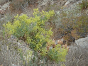Wild aniseed (Bupleurum salicifolium) a Macronesian endemic which flowers in June/July