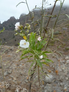 Canary tree bindweed (Convolvulus floridus), a Canary endemic which normally flowers in May.