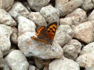 Small copper butterfly (Lycaena phlaeas)