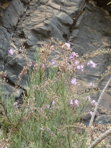The Sea Rosemary (Campylanthus salsaloides) was still in flower