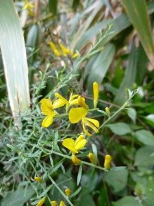 Teline osyroides, a Tenerife endemic of the broom family, largely confined to Teno and West Tenerife
