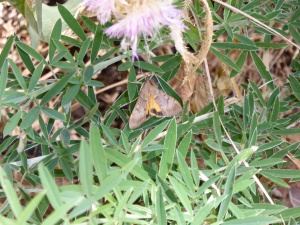 Yellow under Pearl moth (Uresiphita polygonalis)