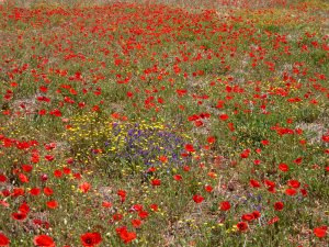 A neglected field full of  field poppies (Papaver rhoeas), with a little blue Vipers Bugloss (Echium vulgare) and yellow field marigolds