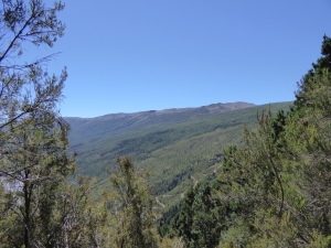 A view of the top of the Orotava valley through a gap in the trees