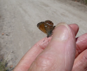 A Canary Blue butterfly (Cyclyrius webbianus) resting on my hand