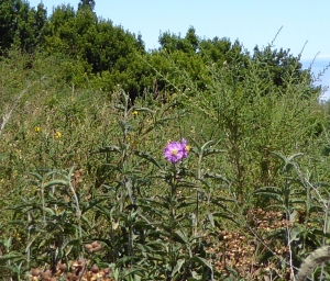 A flower of the Pine forest Cistus (Cistus symphytifolius) in the shrubby vegetation on the ridge