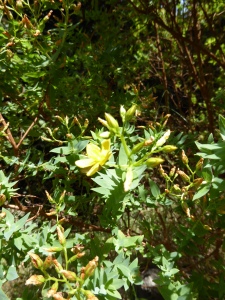 Cruzadilla (Hypericum reflexum) or Reflexed St Johns Wort. A canarian endemic