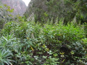Rough-leaved bugloss (Echium strictum) in a mass of vegetation - another Canary endemic