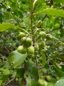 Canary Maytenus (Maytenus canariensis) and its fruits
