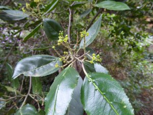 Flowers and leaves of Atlantic Island Buckthorn - Sanguino - (Rhamnus glandulosa) 