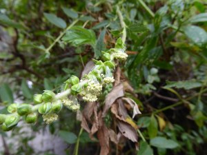 The flowers of Shrubby Burnet (Bencomia caudata), a Macronesian (Atlantic islands) endemic