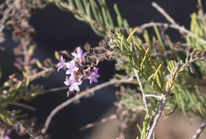 'Sea Rosemary' - Romero marino (Campylanthus salsoloides) was still in flower in July - it flowers over a very long period 
